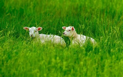 sheeps, 4k, grassland, lambs, green grass, funny animals
