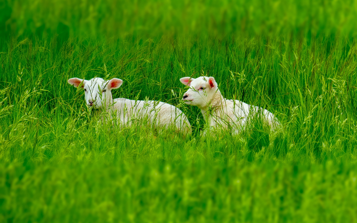 des moutons, des 4k, de prairies, d&#39;agneaux, de l&#39;herbe verte, de dr&#244;les d&#39;animaux