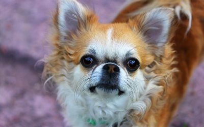 chihuahua, small brown dog, pets, cute little animals, breeds of decorative dogs
