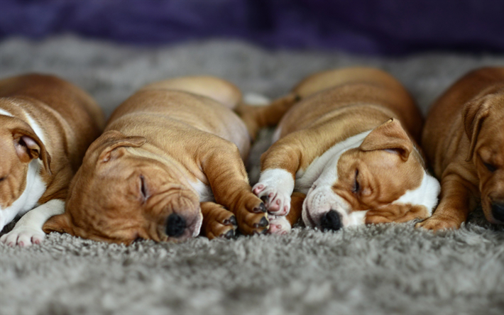 4k, Cocker Spaniel, cachorros, close-up, peque&#241;o spaniel, sleeping dogs, simp&#225;ticos animales, perros, mascotas, Cocker Spaniel Perro