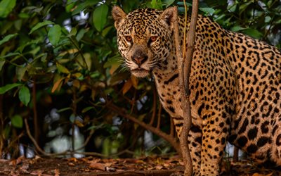 jaguar, kv&#228;ll, solnedg&#229;ng, vildkatt, vilda djur, afrika, lugn jaguar