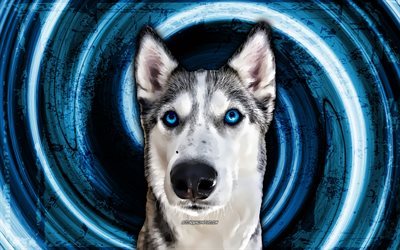 4k, husky siberiano, sfondo blu grunge, simpatici animali, animali domestici, cani, vortice, husky con occhi azzurri, husky 4k, husky, husky siberiano astratto