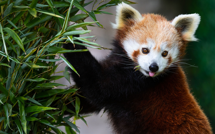 Panda vermelho, bonito urso marrom, a vida selvagem, animais selvagens, panda, China