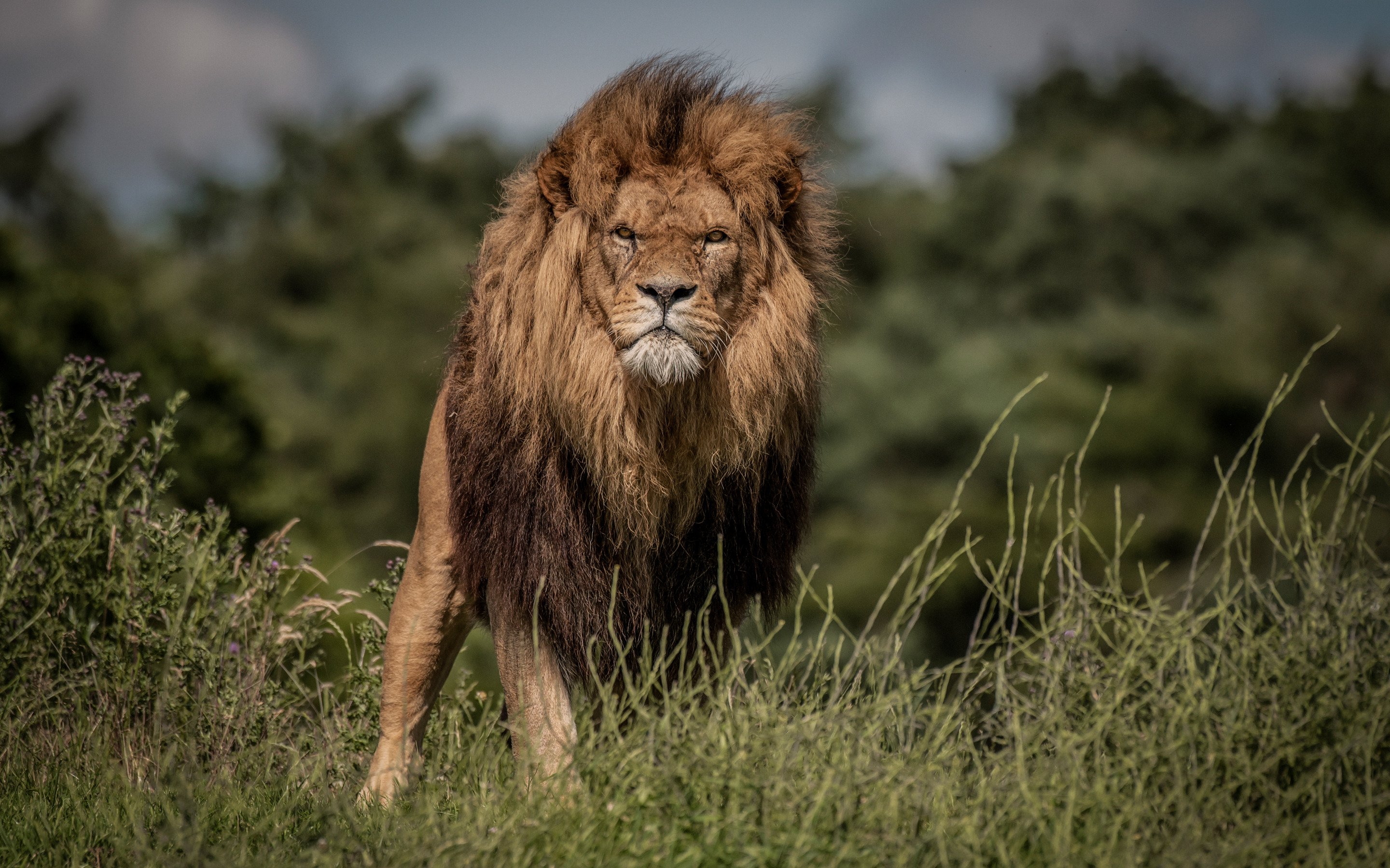 Descargar fondos de pantalla león, la vida salvaje, depredador, leones,  África, animales salvajes, animales peligrosos monitor con una resolución  2880x1800. Imagenes de escritorio
