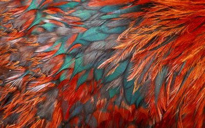 colorful feathers texture, 4k, feathers backgrounds, macro, feathers textures, orange feathers background