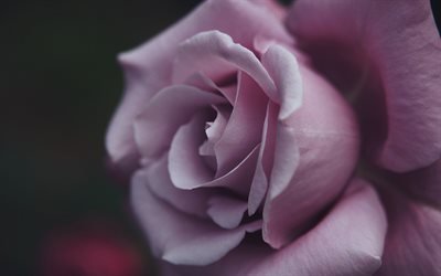 lila ros, lila blommig bakgrund, purple rose bud, rosor, vackra blommor