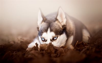 Husky, cachorro pequeno, outono, filhote de cachorro com olhos azuis, animais fofos, animais de estima&#231;&#227;o, cachorros, Husky siberiano