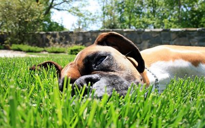 كلب بوكسر, العشب الأخضر, الحيوانات الأليفة, الحيوانات لطيف, الحديقة, الكلاب, الملاكم
