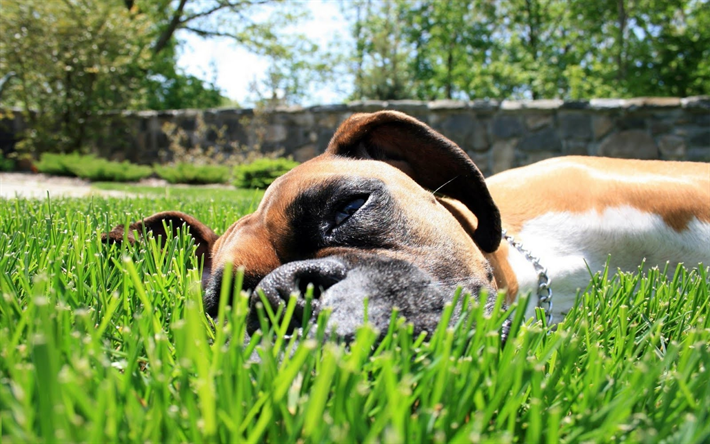 Boxer Perro, hierba verde, mascotas, animales lindos, c&#233;sped, perros Boxer