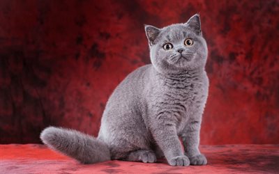 Gato British Shorthair, grande gato cinzento, animal de estima&#231;&#227;o, animais fofos, gatos, Brit&#226;nico ra&#231;as de gatos