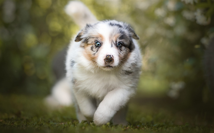 bianco piccolo cucciolo, aussie, simpatici animali, cane, cucciolo con gli occhi azzurri, i cani, il pastore australiano