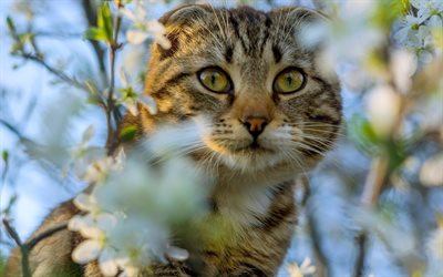 cat on a tree, branch, American short-haired cat, cute animals, cat with green eyes, pets