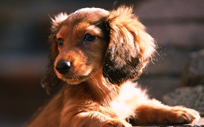 Dachshund, close-up, pets, dogs, puppy, small dachshund, friendship, black dachshund, cute animals, Dachshund Dog