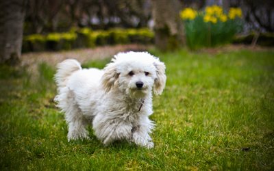 Bichon Frise, 4k, ペット, 犬, 芝生, 面白い犬, Bichon Frise犬, 白い犬, かわいい動物たち, 描犬