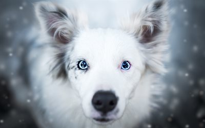 Australian Shepherd Dog, large blue eyes, white fluffy dog, Aussie, blur, cute animals, dogs