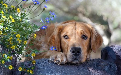 labrador, flowers, retriever, pets, bokeh, labradors, golden retriever