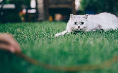 Angora cat, cute animals, white cat on green grass, white fluffy cat, pets