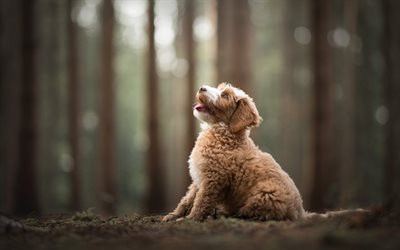 labradoodle, curly puppy, little funny dog, forest, cute animals, pets, dogs, labrador retriever