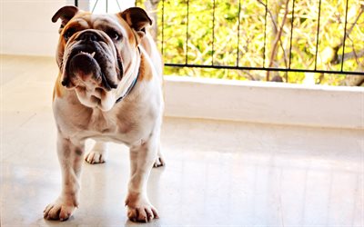 Bulldog Ingl&#234;s, 4k, animais fofos, animais de estima&#231;&#227;o, engra&#231;ado c&#227;o, Ingl&#234;s Bulldog Cachorros