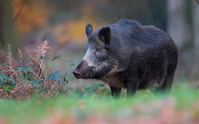large black wild boar, forest animals, wildlife, forest, green grass, pig