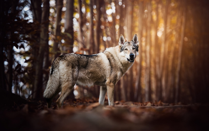 Saarloos wolfdog, stor gr&#229; hund, varg, skogen, husdjur, hundar, Saarlooswolfhond