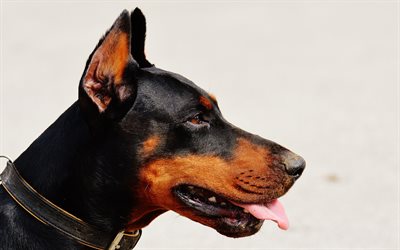 Perro Doberman, close-up, mascotas, animales divertidos, perros Doberman