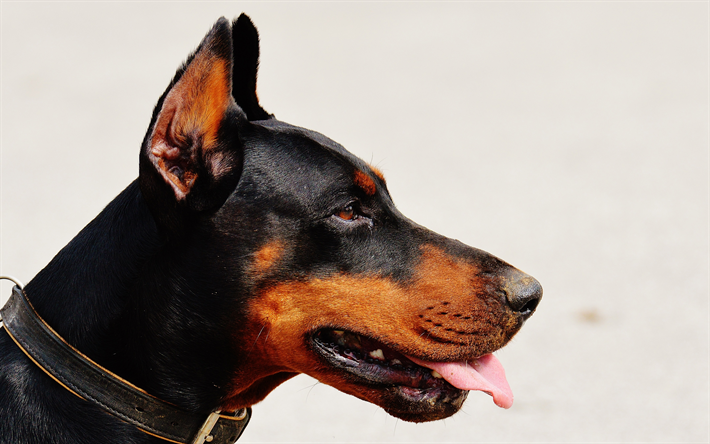 Doberman Hund, close-up, husdjur, s&#246;ta djur, hundar, Doberman