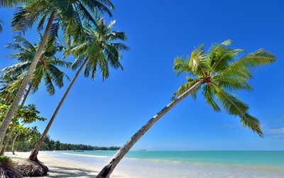 sommer, tropischen insel, strand, palmen, k&#252;ste, ozean, blaue lagune