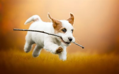 Jack Russell Terrier, voando cachorro, engra&#231;ado c&#227;es, animais fofos, branca filhote de cachorro com marrom ouvidos, cachorros