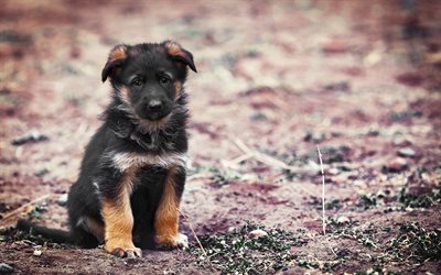 Pastore tedesco, bokeh, cucciolo, close-up, simpatici animali, carino, cani, il Cane da Pastore tedesco