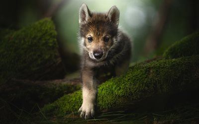 Tamaskan Dog, small puppy, cute little dog, forest, green moss, cute animals, dogs, Finnish dog