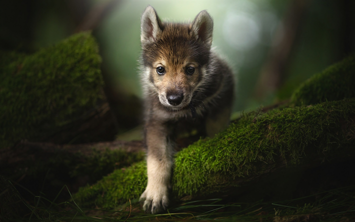Tamaskan犬, 小さな子犬, かわいい犬, 森林, 緑の苔, かわいい動物たち, 犬, フィンランドの犬