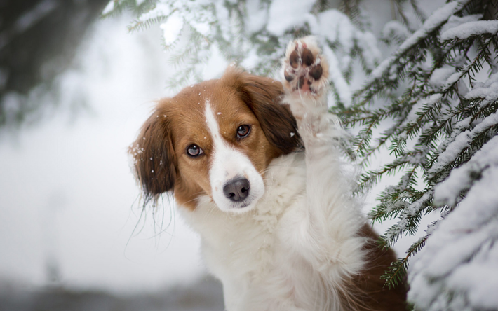 豪州羊飼い, 茶色の白い犬, 冬, 雪, 森林, かわいい動物たち, 犬