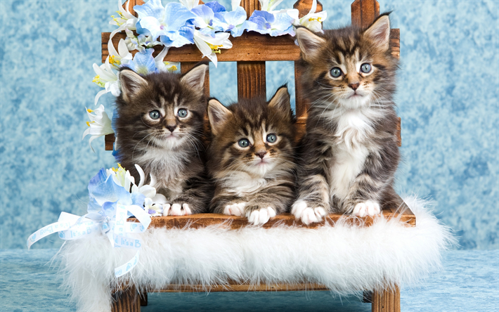 s&#246;p&#246; pikku pennut harmaa, Siperian kissa, lemmikit, pikku kissat, kolme pentua, kissat