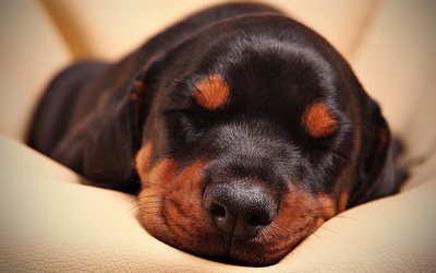 Doberman, cachorro, close-up, de dormir perro, mascotas, animales divertidos, perros, Perro Doberman