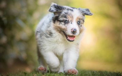 small aussie, running small puppy, cute animals, small dog, Australian dog, puppies, dogs