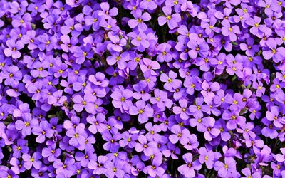 hintergrund mit lila blumen, lila blumen-textur, lila, floral hintergrund, sch&#246;ne lila bl&#252;ten
