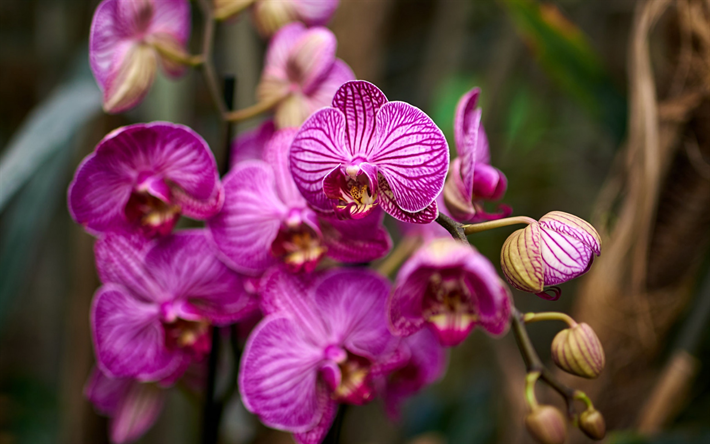السحلية, الغابات المطيرة, pink orchid, السحلية فرع, الخلفية مع بساتين الفاكهة