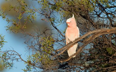 Galah, pink cockatoo, pink parrot, Australia, beautiful bird, pink birds