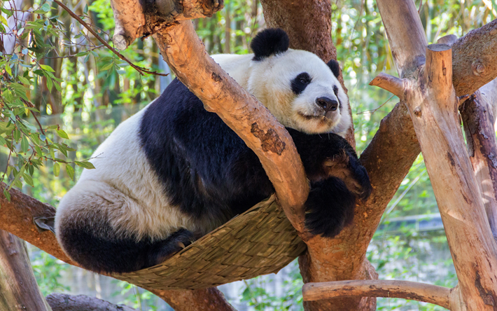 panda on a tree, wildlife, China, pandas, green trees, wild animals
