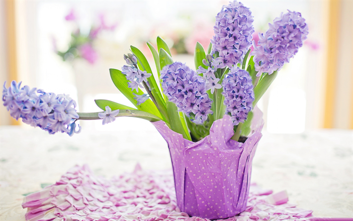 hyacinter, lila blommor i en kruka, vackra blommor, lila hyacinter