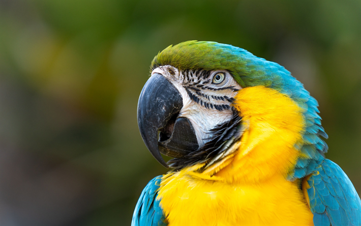 الببغاء الأزرق والأصفر, طائر جميل, الأزرق والذهب الببغاء, الببغاوات, أمريكا الجنوبية, الغابات الاستوائية