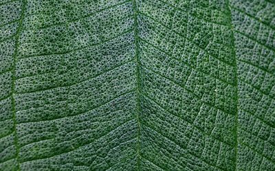 foglie verdi texture 4k, macro, foglie, texture, verde, foglia, modello di foglia, foglia di texture