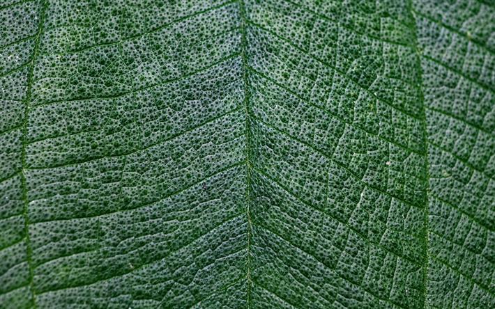 hojas de color verde textura, 4k, macro, las hojas, la textura, el color verde de la hoja, dise&#241;o de la hoja, de la hoja de texturas, hojas verdes
