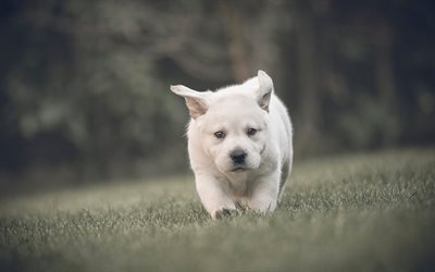 golden retriever, poco blanco, cachorro, peque&#241;o y lindo perro, mascotas, cachorros, labrador