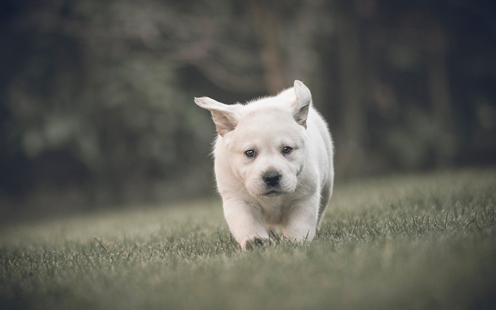 ゴールデンレトリーバー, リトルホワイトパピー, かわいい犬, ペット, 子犬, ラブラドール
