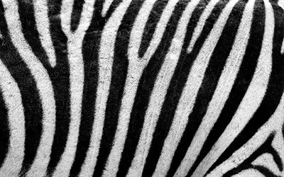 zebra texture 4k, bianco, sfondo nero, zebra pelle texture, nero, strisce, strisce di pelle, zebra sfondo, zebra di lana