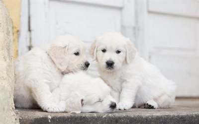 4k, 小さなゴールデンレトリーバー, 子犬, かわいい犬, ペット, 小labradors, 犬, ゴールデンレトリーバー犬, かわいい動物たち, ゴールデンレトリーバー