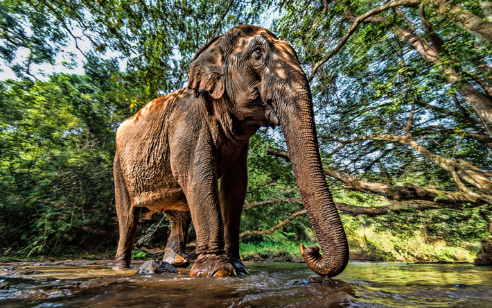 elefante no rio, HRD, &#193;frica, savannah, Elephantidae, elefantes, grande elefante