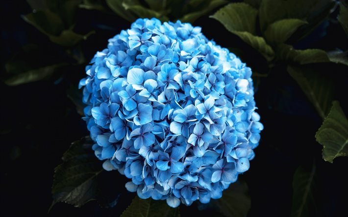 Ortensia, ortensia, fiore blu, bellissimi fiori, sfondo con fiore blu, ortensia blu